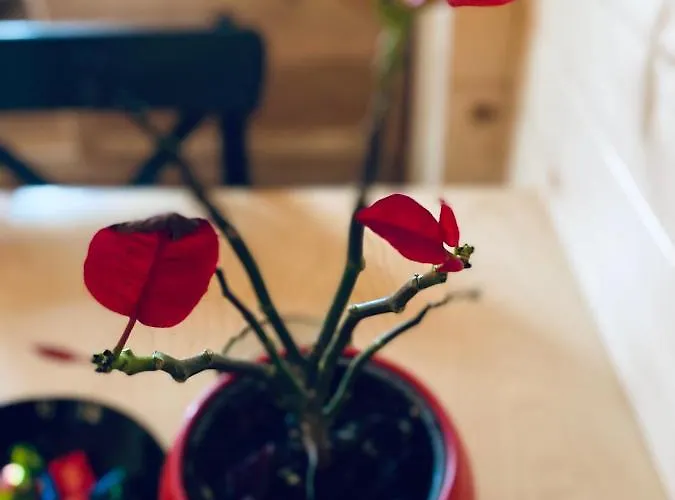 Chalet Wooden With Jacuzzi